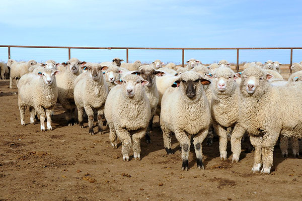 canadian farm goats