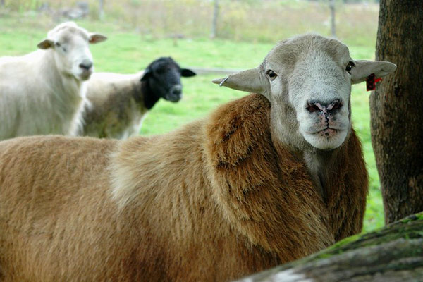 scrapie canadian sheep protection