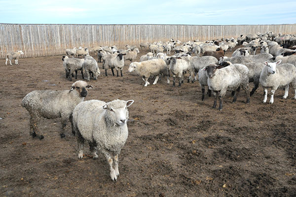 genotyping for scrapies