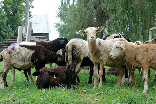 scrapie sfcp application